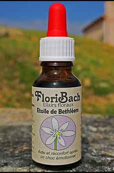 fleur de bach floribach 29 star of bethleem