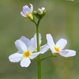 fleur de bach floribach 34 violette d'eau water violet