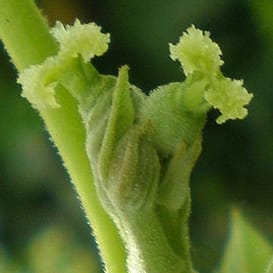 fleur de bach floribach 33 noyer walnut