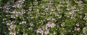 fleur de bach floribach 34 violette d'eau water violet