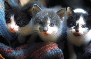 fleur de bach floribach animaux