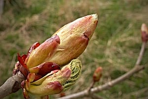 fleur de bach floribach 07 bourgeon marronnier chestnut bud