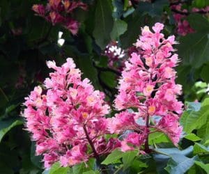 fleur de bach floribach 25 marronnier rouge