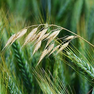 fleur de bach floribach 36 avoine sauvage wild oat