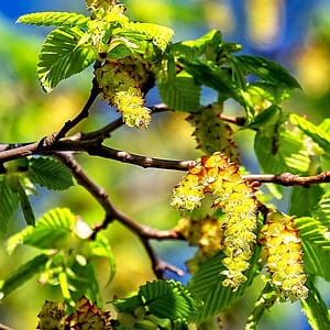 fleur de bach floribach 17 charme hornbeam