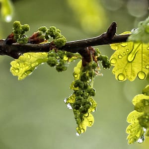 fleur de bach floribach 22 chene oak