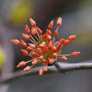 fleur de bach floribach 11 elm orme