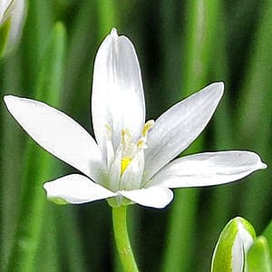 fleur de bach floribach 29 star of bethleem