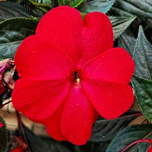 fleur de bach floribach 18 impatiens