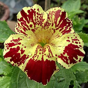 fleur de bach floribach 20 mimule mimulus