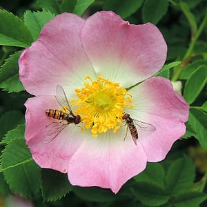 fleur de bach floribach 37 eglantier wild rose