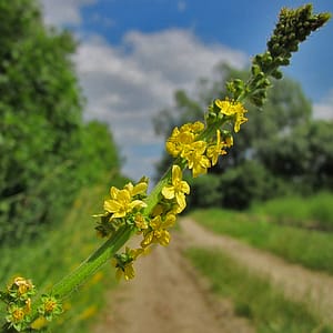 fleur de bach floribach 01 agrimoine