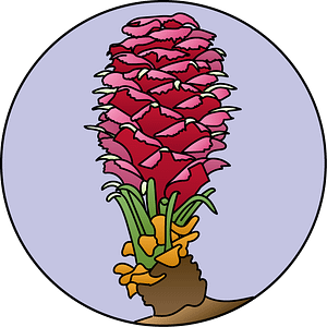 dessin fleur de bach floribach larch meleze