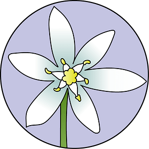 dessin fleur de bach floribach étoile de bethléem