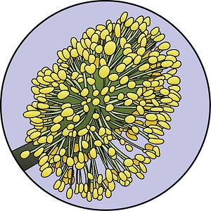dessin fleur de bach floribach saule