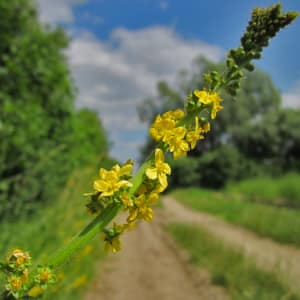 fleur de bach floribach 01 agrimoine