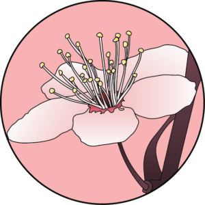 dessin fleur de bach floribach prunier cherry plum
