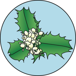 dessin fleur de bach floribach houx holly