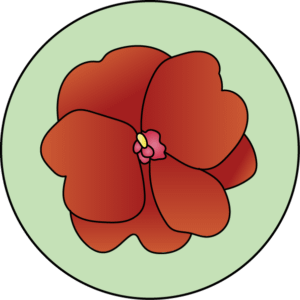 dessin fleur de bach floribach impatiens