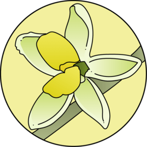 dessin fleur de bach floribach olive olivier
