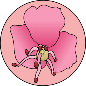 dessin fleur de bach floribach red chestnut marronnier rouge