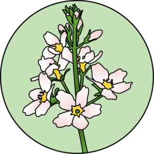 dessin fleur de bach floribach water violet