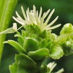 fleur de bach floribach 30 chataignier sweet chestnut