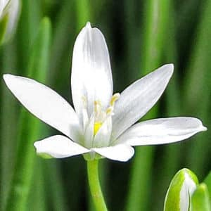 fleur de bach floribach 29 star of bethleem