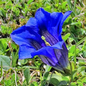 fleur de bach floribach 10 gentian