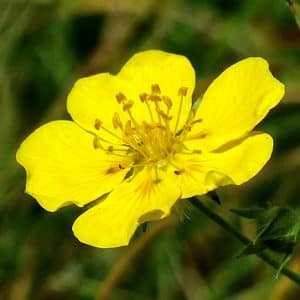 fleur de bach floribach 26 rock rose heliantheme