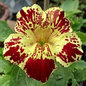 fleur de bach floribach 20 mimule mimulus