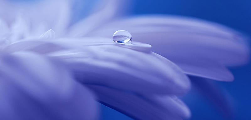 fleur de bach floribach